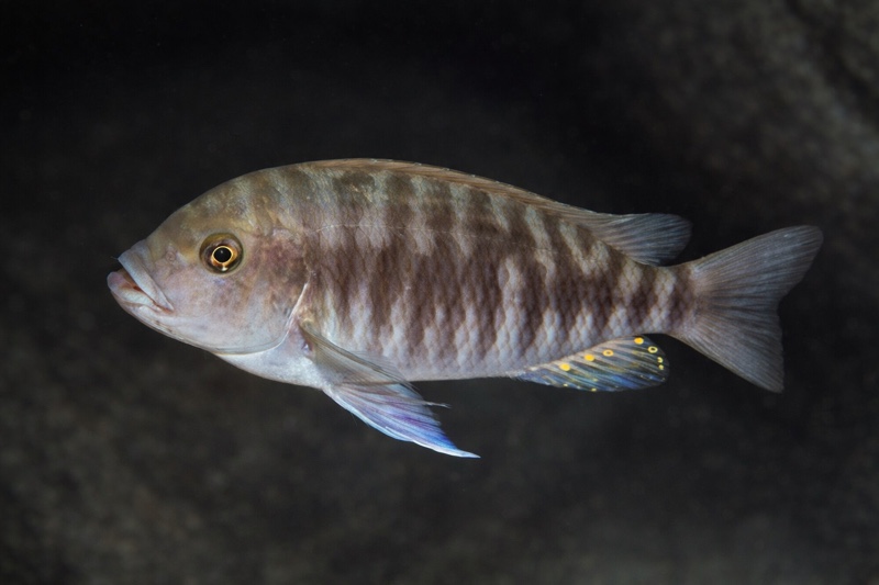 Petrochromis fasciolatus 'Moliro'